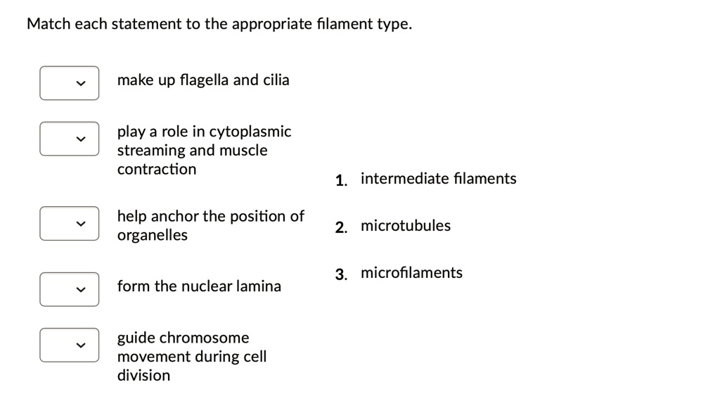 Match each statement to the appropriate filament type.
make up flagella and cilia
play a role in cytoplasmic
streaming and muscle
contraction
help anchor the position of
organelles
form the nuclear lamina
guide chromosome
movement during cell
division
1. intermediate filaments
2. microtubules
3. microfilaments