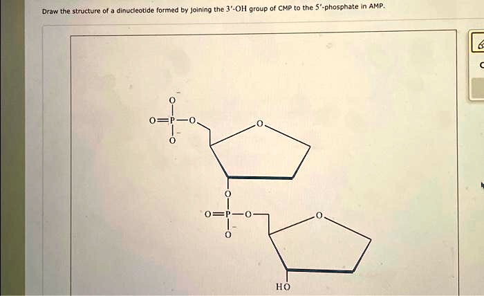 Draw the structure of a dinucleotide formed by joining the 3'-OH group ...