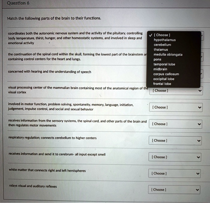 SOLVED Match the following parts of the brain to their functions. 1