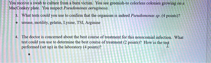 SOLVED: You receive a swab culture from a burn victim. You see greenish ...