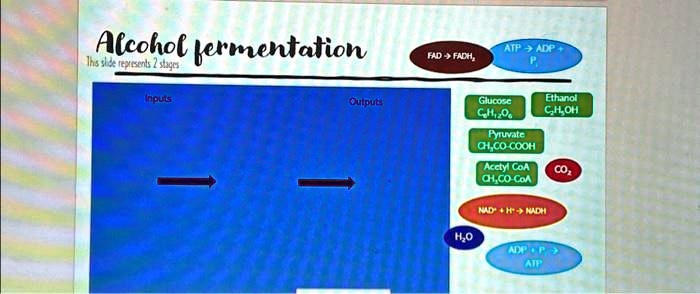 Alcohol fermentation
This slide represents 2 stages
Inputs
Outputs
FAD → FADH2
ATP → ADP + P
Glucose
C6H12O6
Ethanol
C2H5OH
Pyruvate
CH3CO-COOH
Acetyl CoA
CH3CO-CoA
CO2
NAD^+ + H^+ → NADH
H2O
ADP + P → ATP