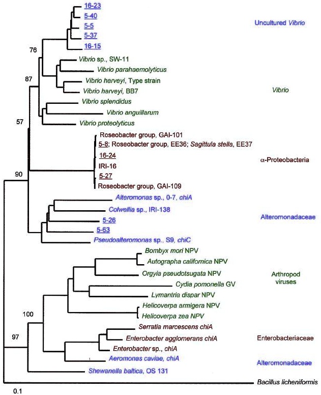 SOLVED: 16-22 5 40 Uncultured Vibrio 5-35 5-37 16-15 Vibrio SW-11 ...