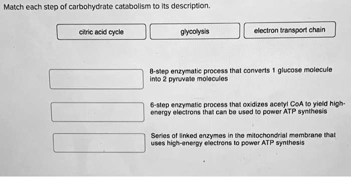 Match each step of carbohydrate catabolism to its description.

citric acid cycle
glycolysis
electron transport chain

8-step enzymatic process that converts 1 glucose molecule into 2 pyruvate molecules
6-step enzymatic process that oxidizes acetyl CoA to yield high-energy electrons that can be used to power ATP synthesis
Series of linked enzymes in the mitochondrial membrane that uses high-energy electrons to power ATP synthesis