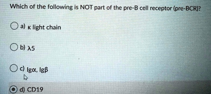 Which of the following is NOT part of the pre-B cell receptor (pre-BCR)?

a) ? light chain

b) ?5

c) Ig?, Ig?

d) CD19