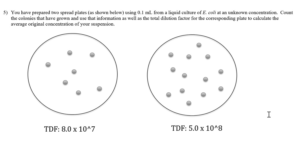 5) You have prepared two spread plates (as shown below) using 0.1 mL from a liquid culture of E. coli at an unknown concentration. Count the colonies that have grown and use that information as well as the total dilution factor for the corresponding plate to calculate the average original concentration of your suspension.
TDF: 8.0 x 10^7
TDF: 5.0 x 10^8