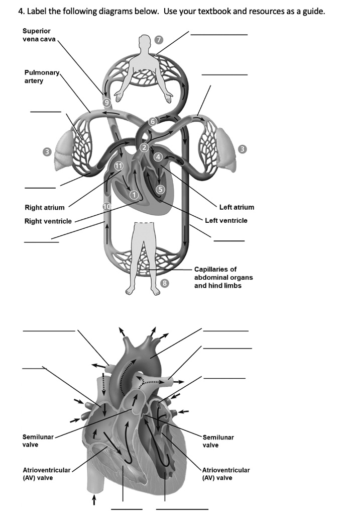 Label the following diagrams below Use your textbook and resources as