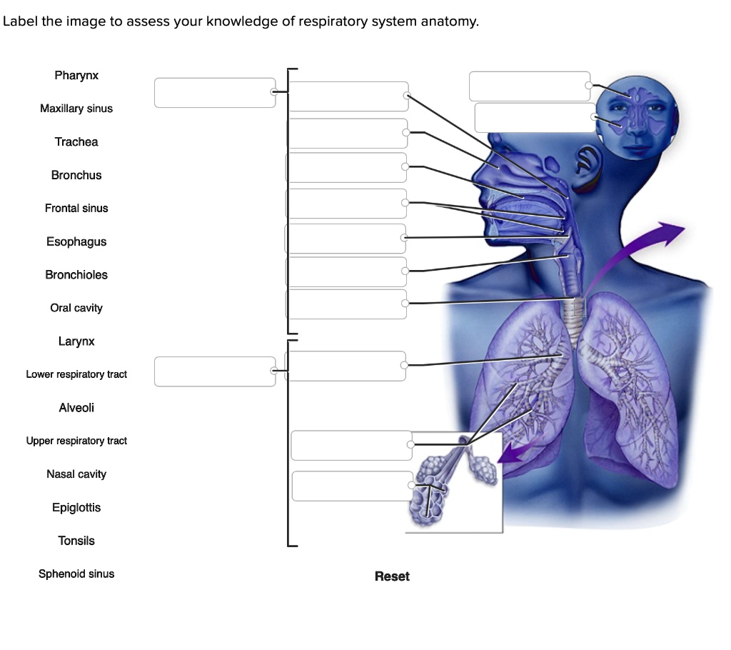 SOLVED: Label the image to assess your knowledge of respiratory system ...