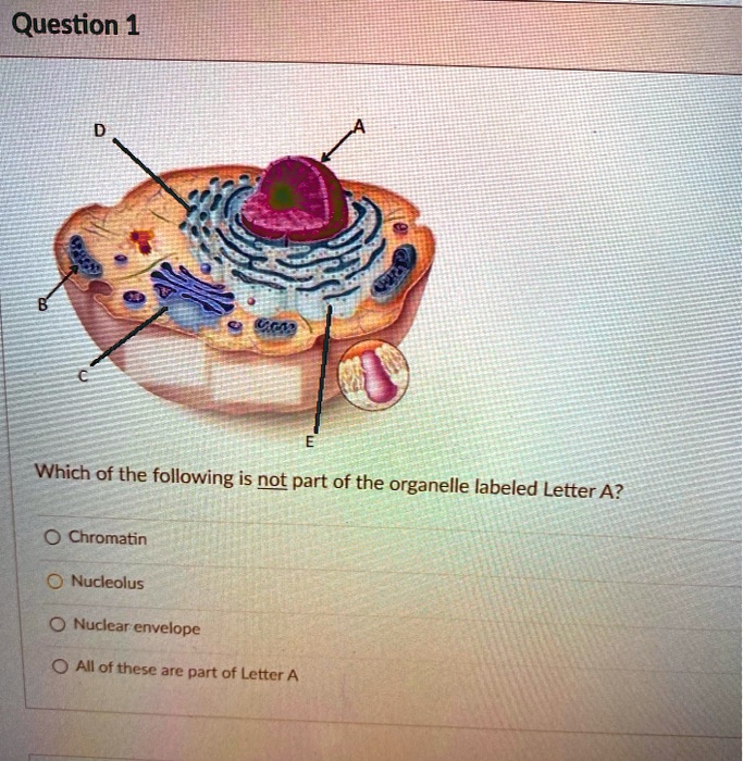 SOLVED:Question 1 Which of the following is pot part of the organelle ...