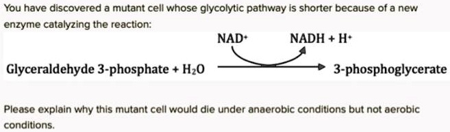 You have discovered a mutant cell whose glycolytic pathway is shorter because of a new enzyme catalyzing the reaction:

NAD+ ? NADH + H+
Glyceraldehyde 3-phosphate + H2O ? 3-phosphoglycerate

Please explain why this mutant cell would die under anaerobic conditions but not aerobic conditions.