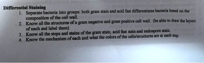 SOLVED: Differential Staining Separate Bacteria Into Groups: Both Gram ...