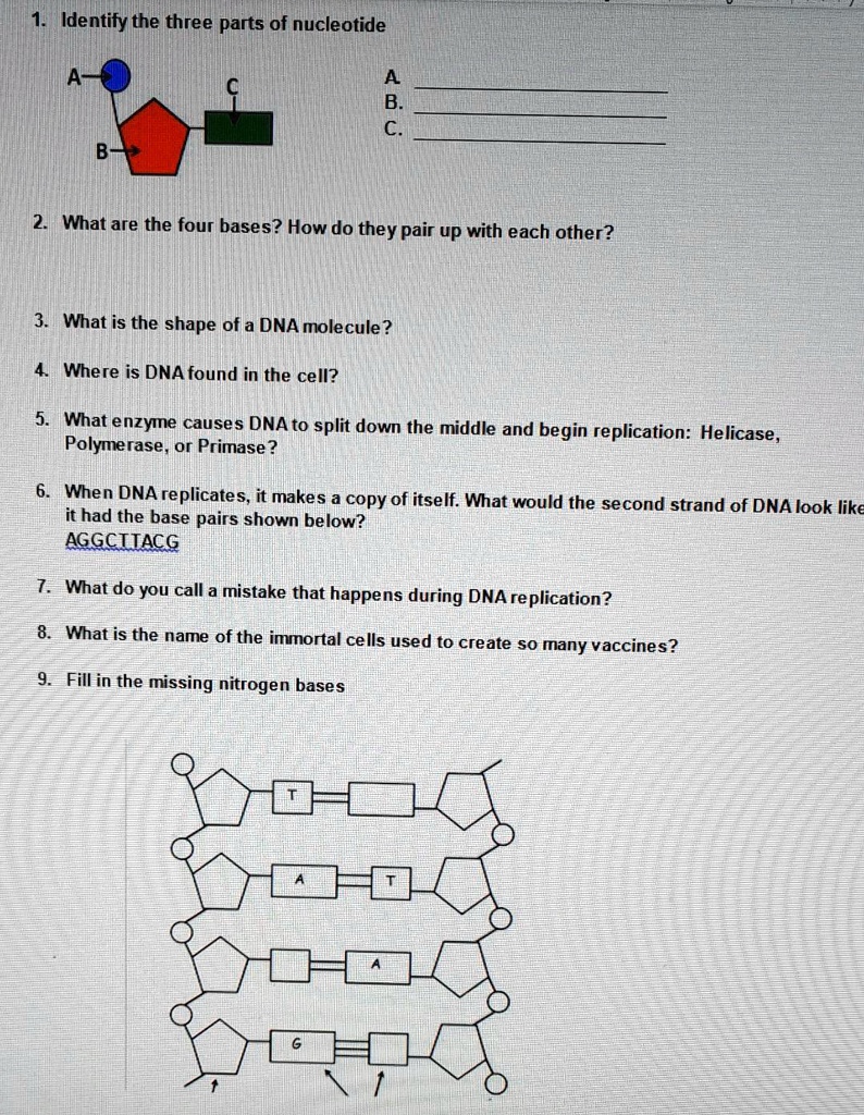 Identify the three parts of a nucleotide. What are the four bases? How ...