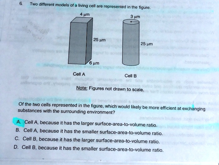 SOLVED Two different models of a living cell are represented in the