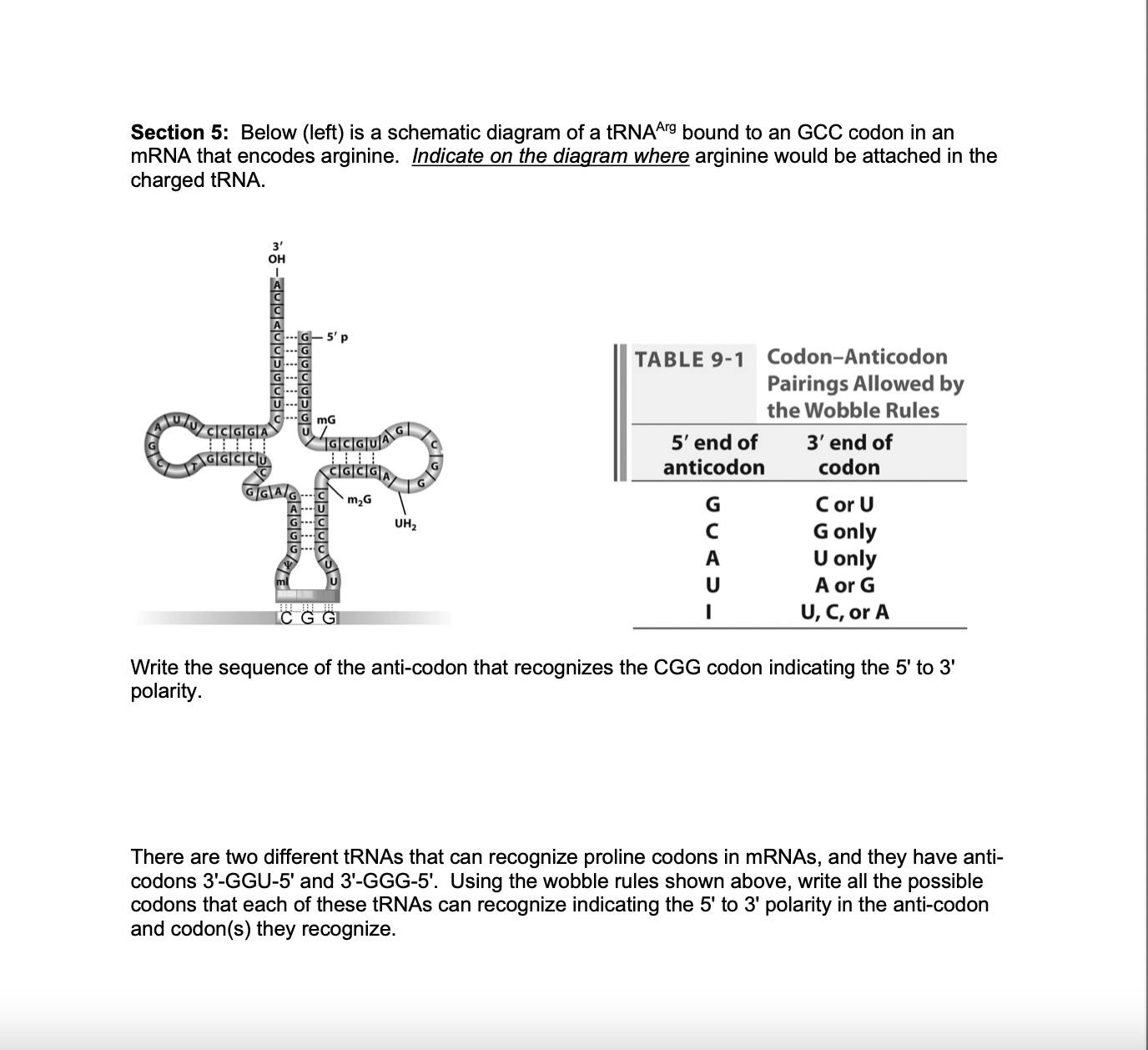 SOLVED Section 5 Below (left) is a schematic diagram of a tRNA ^Arg bound to an GCC codon in