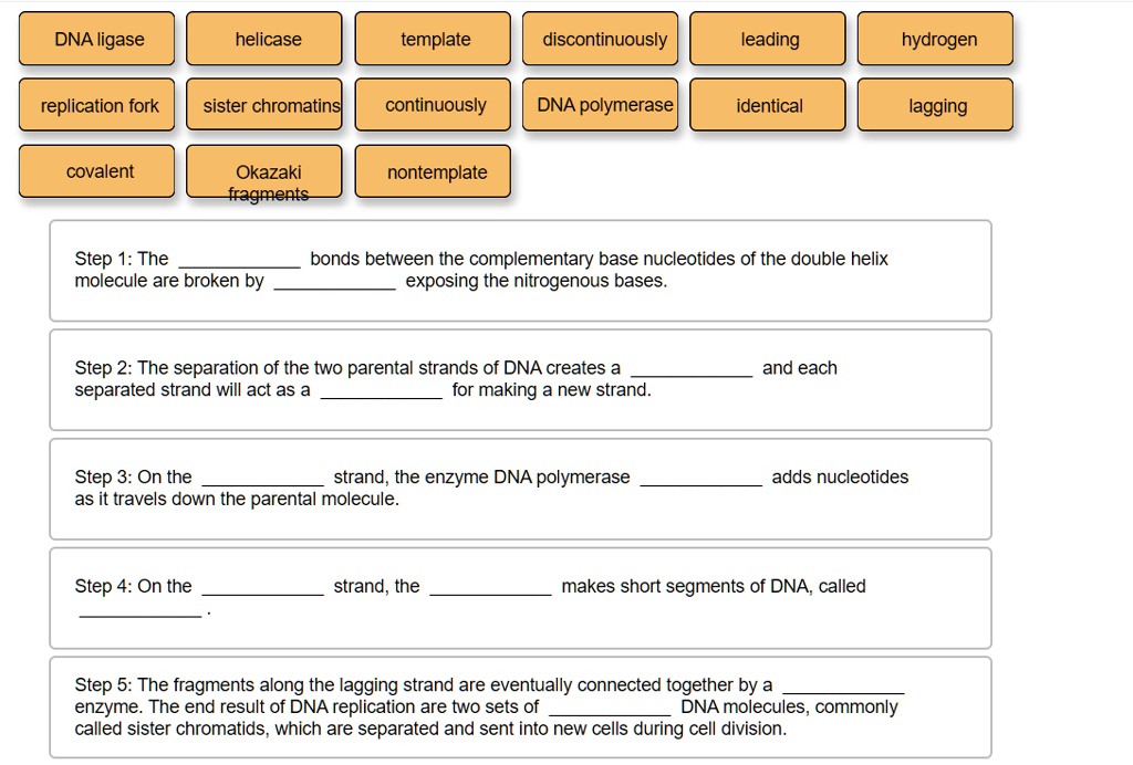 SOLVED: DNA ligase helicase template discontinuously leading hydrogen ...