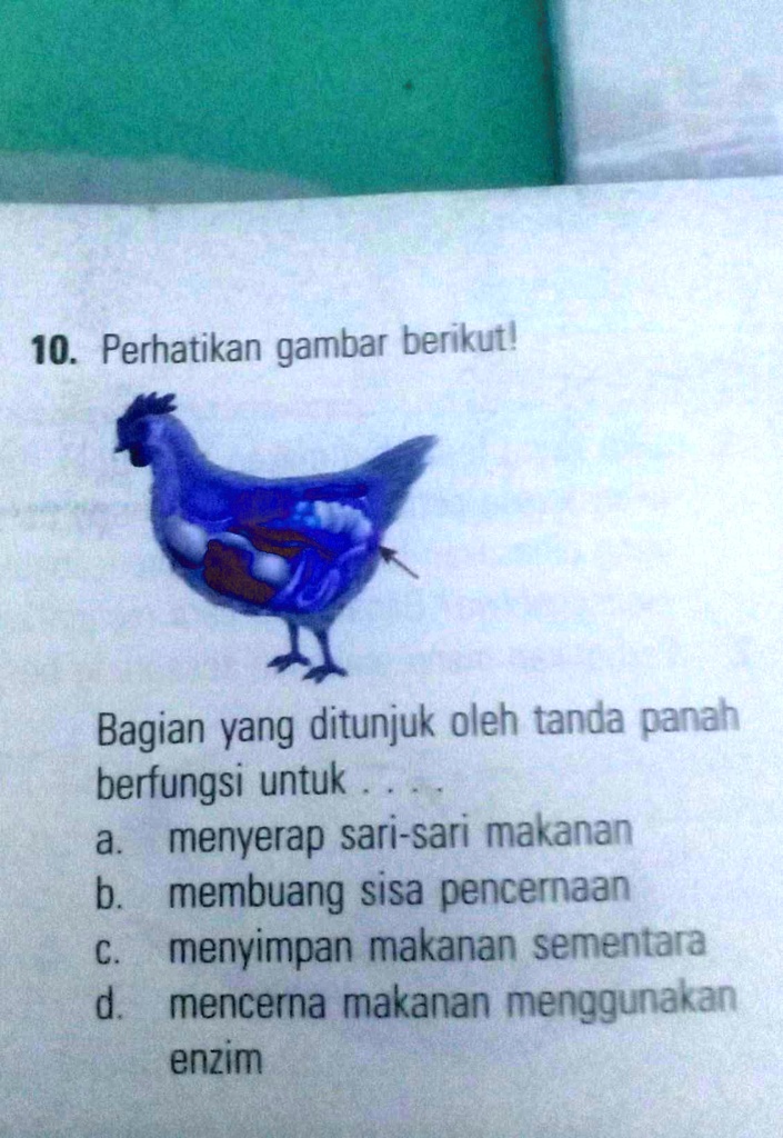 SOLVED: Bagian Yang Ditunjukkan Oleh Tanda Panah Berfungsi Untuk 10 ...