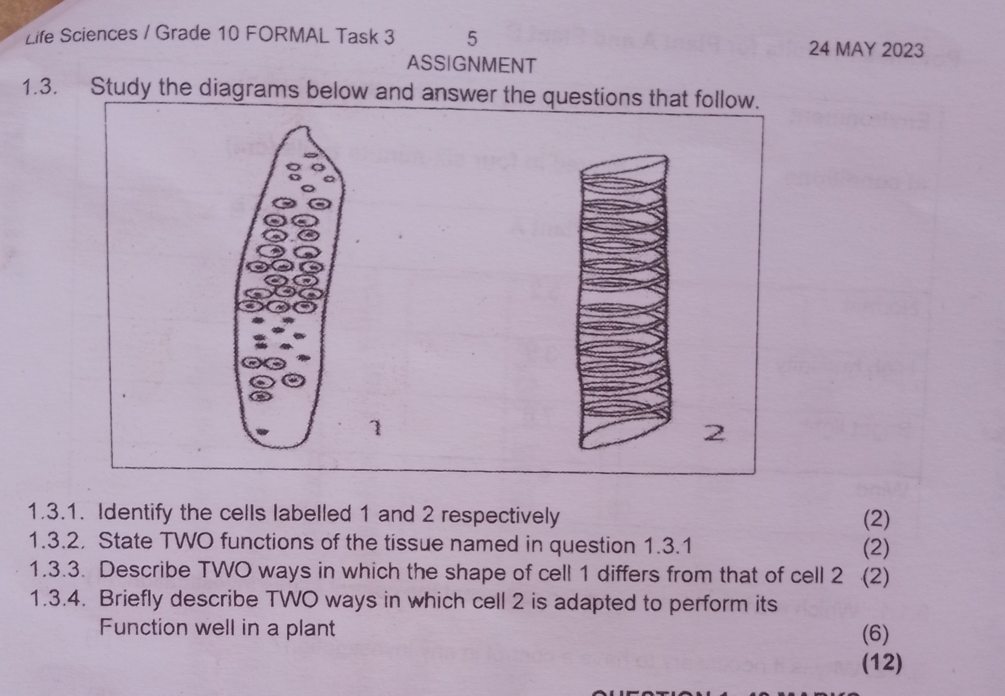 life sciences assignment term 3 task evolution