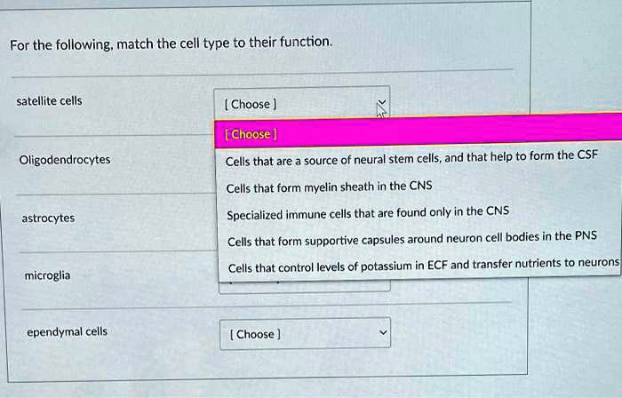 For the following, match the cell type to their function.

satellite cells
[ Choose ]

Oligodendrocytes
[ Choose ]
Cells that are a source of neural stem cells, and that help to form the CSF
Cells that form myelin sheath in the CNS
Specialized immune cells that are found only in the CNS
Cells that form supportive capsules around neuron cell bodies in the PNS
Cells that control levels of potassium in ECF and transfer nutrients to neurons

astrocytes

microglia

ependymal cells
[ Choose ]
