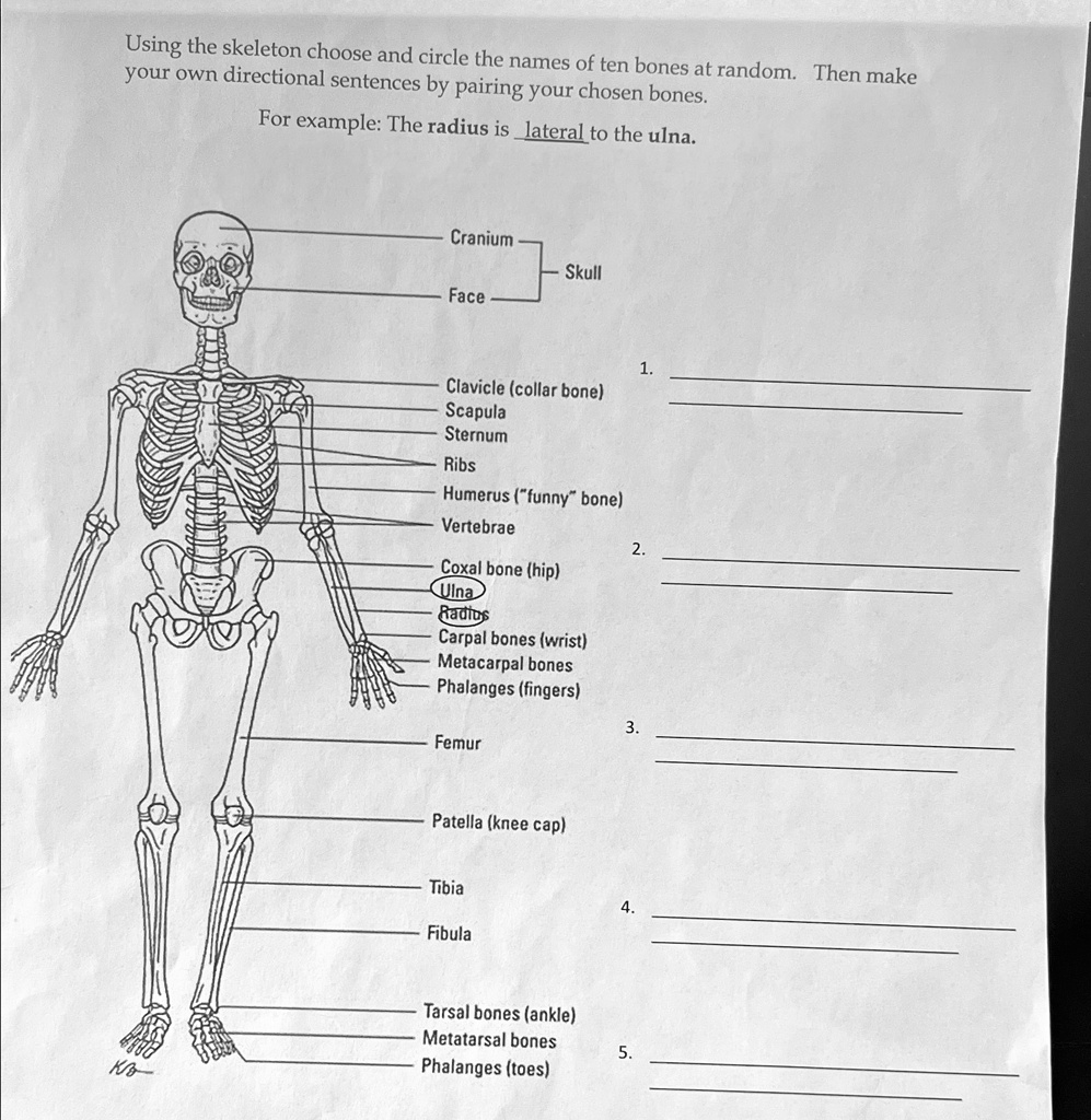 Using the skeleton choose and circle the names of ten bones...