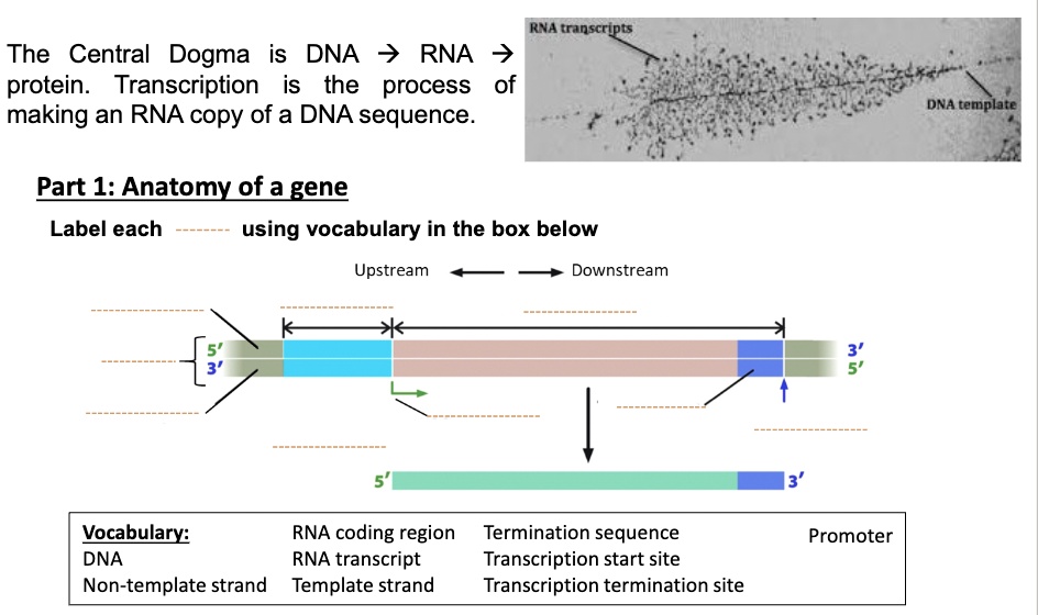 SOLVED: RNA tra The Central Dogma is DNA > RNA > protein. Transcription ...