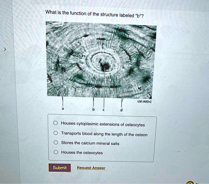 SOLVED: What is the function of the structure labeled 