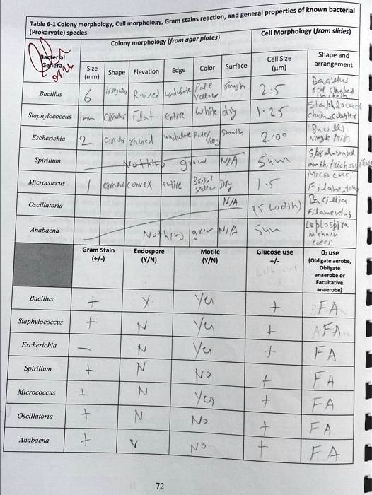 SOLVED: (Prokaryote) species Cell Morphology from slides Colony ...