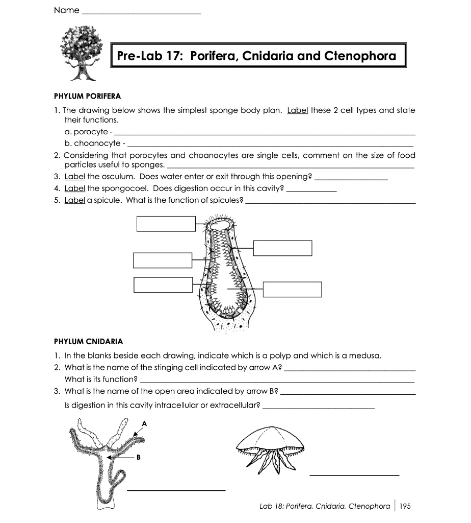 SOLVED PreLab 17 Porifera, Cnidaria, and Ctenophora PHYLUM PORIFERA