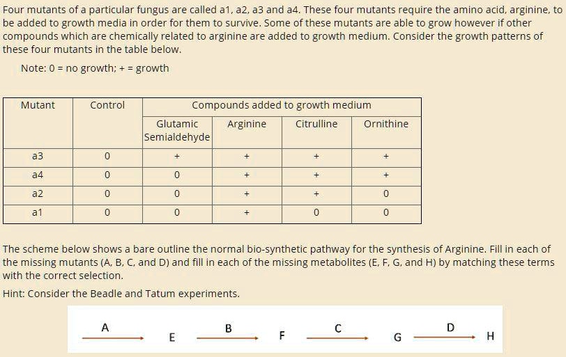 Four mutants of a particular fungus are called a1, a2, a3 and a4. These four mutants require the amino acid, arginine, to be added to growth media in order for them to survive. Some of these mutants are able to grow however if other compounds which are chemically related to arginine are added to growth medium. Consider the growth patterns of these four mutants in the table below.

Note: 0 = no growth; + = growth

Mutant | Control | Compounds added to growth medium
— | — | — | — | — | —
 | | Glutamic Semialdehyde | Arginine | Citrulline | Ornithine
a3 | 0 | + | + | + | +
a4 | 0 | 0 | + | + | +
a2 | 0 | 0 | + | + | 0
a1 | 0 | 0 | + | 0 | 0

The scheme below shows a bare outline the normal bio-synthetic pathway for the synthesis of Arginine. Fill in each of the missing mutants (A, B, C, and D) and fill in each of the missing metabolites (E, F, G, and H) by matching these terms with the correct selection.

Hint: Consider the Beadle and Tatum experiments.

A -> E -> B -> F -> C -> G -> D -> H