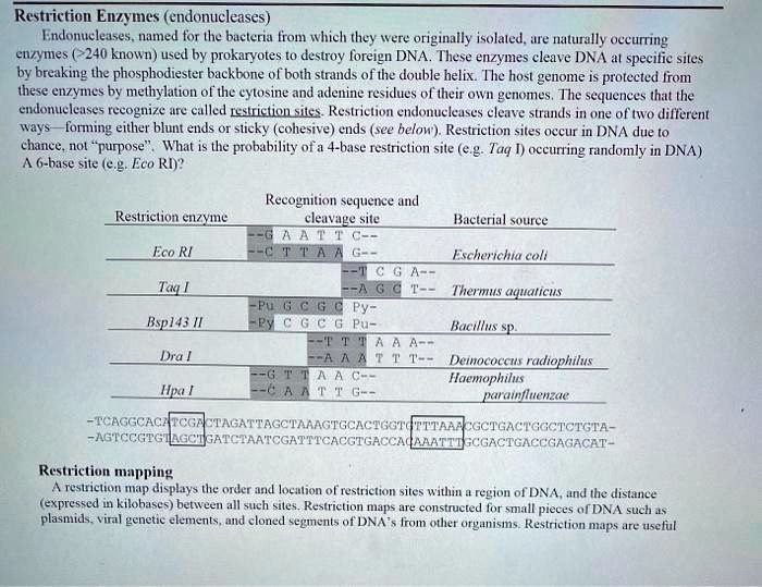 SOLVED Restriction Enzymes (endonucleases) Endonucleases, named for