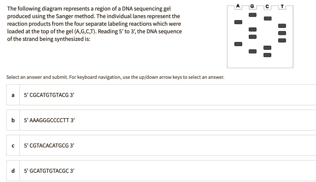 [GET ANSWER] The following diagram represents a region of a DNA ...