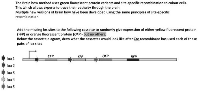 SOLVED:The Brain bow method uses green fluorescent protein variants and ...