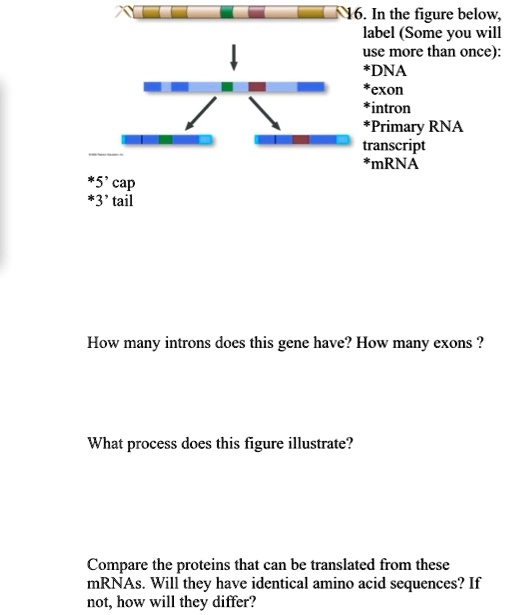 06 in the figure below label some you will use more than once dna exon ...