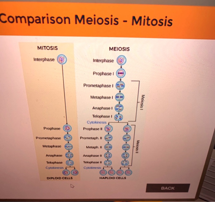 SOLVED: Comparison Meiosis Mitosis Mitosis MEIOSIS Interphase ...