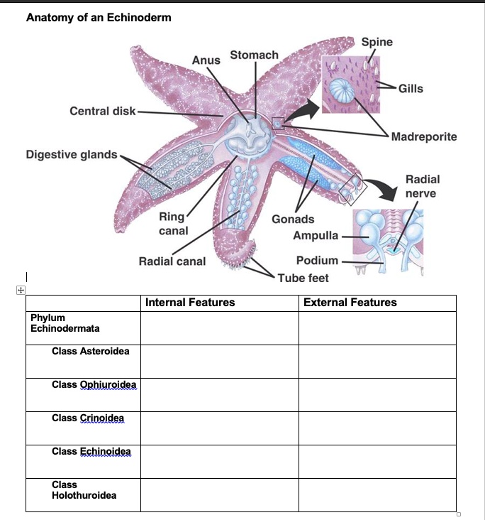 SOLVED: Anatomy Of An Echinoderm Spine Stomach Anus Gills Central Disk ...