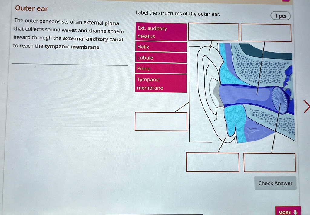 Outer ear the outer ear consists of an external pinna that...