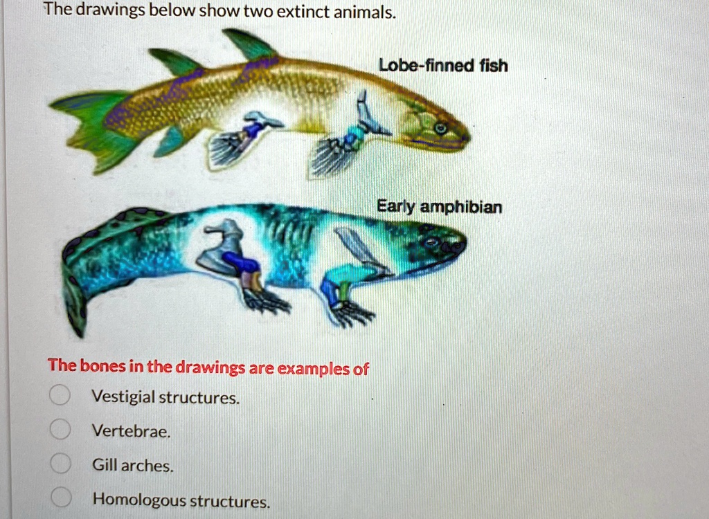 The drawings below show two extinct animals. The bones in the drawings