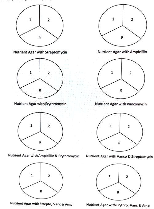 1
2
R
Nutrient Agar with Streptomycin
1
2
R
Nutrient Agar with Ampicillin
1
2
R
Nutrient Agar with Erythromycin
1
2
R
Nutrient Agar with Vancomycin
1
2
R
Nutrient Agar with Ampicillin     Erythromycin
1
2
R
Nutrient Agar with Vanco     Streptomycin
1
2
R
Nutrient Agar with Strepto, Vanc     Amp
1
2
R
Nutrient Agar with Erythro, Vanc     Amp