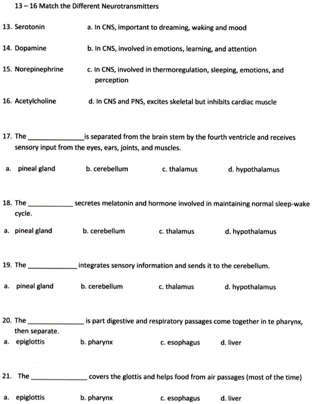 13 – 16 Match the Different Neurotransmitters

13. Serotonin a. In CNS, important to dreaming, waking and mood

14. Dopamine b. In CNS, involved in emotions, learning, and attention

15. Norepinephrine c. In CNS, involved in thermoregulation, sleeping, emotions, and perception

16. Acetylcholine d. In CNS and PNS, excites skeletal but inhibits cardiac muscle

17. The  is separated from the brain stem by the fourth ventricle and receives sensory input from the eyes, ears, joints, and muscles.

a. pineal gland b. cerebellum c. thalamus d. hypothalamus

18. The  secretes melatonin and hormone involved in maintaining normal sleep-wake cycle.

a. pineal gland b. cerebellum c. thalamus d. hypothalamus

19. The  integrates sensory information and sends it to the cerebellum.

a. pineal gland b. cerebellum c. thalamus d. hypothalamus

20. The  is part digestive and respiratory passages come together in te pharynx, then separate.
a. epiglottis b. pharynx c. esophagus d. liver

21. The  covers the glottis and helps food from air passages (most of the time)

a. epiglottis b. pharynx c. esophagus d. liver
