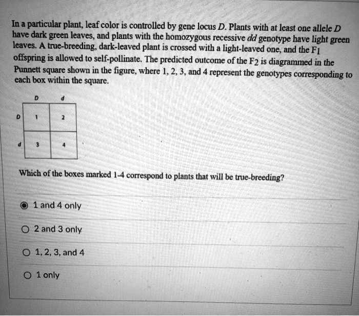 In a particular plant, leaf color is controlled by gene locus D. Plants