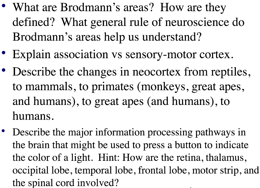 Neocortex Broadman SOLVED: What are Brodmann's areas? How are they defined? What general ...