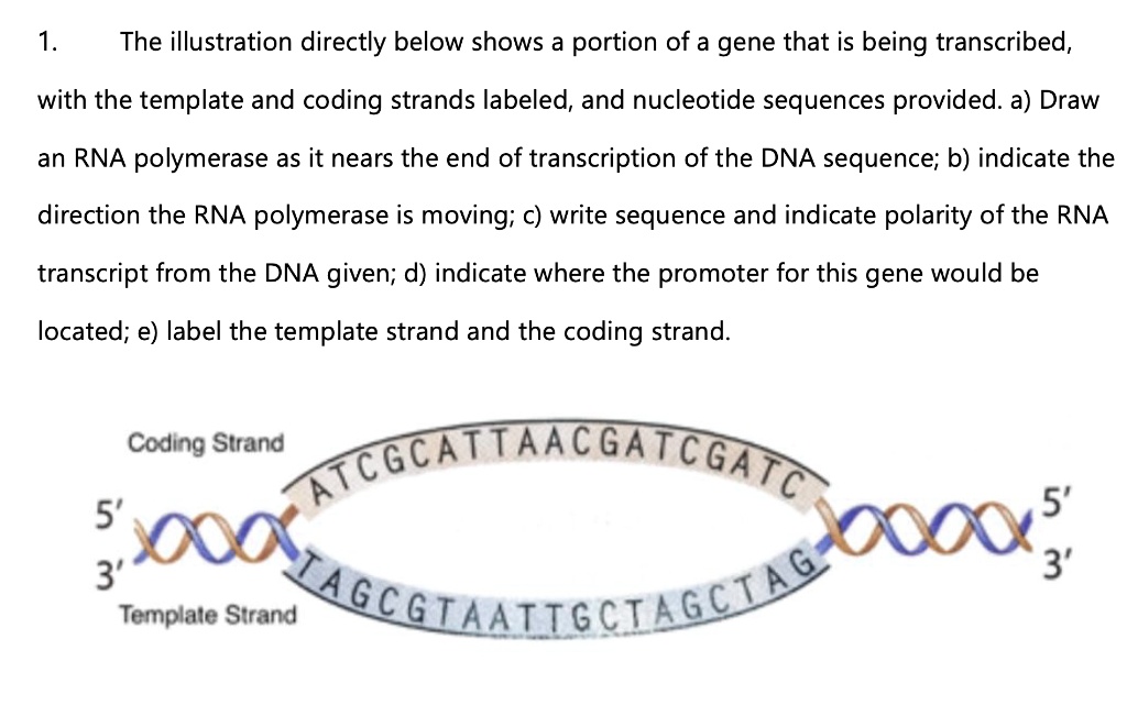 1 the illustration directly below shows a portion of a gene that is ...