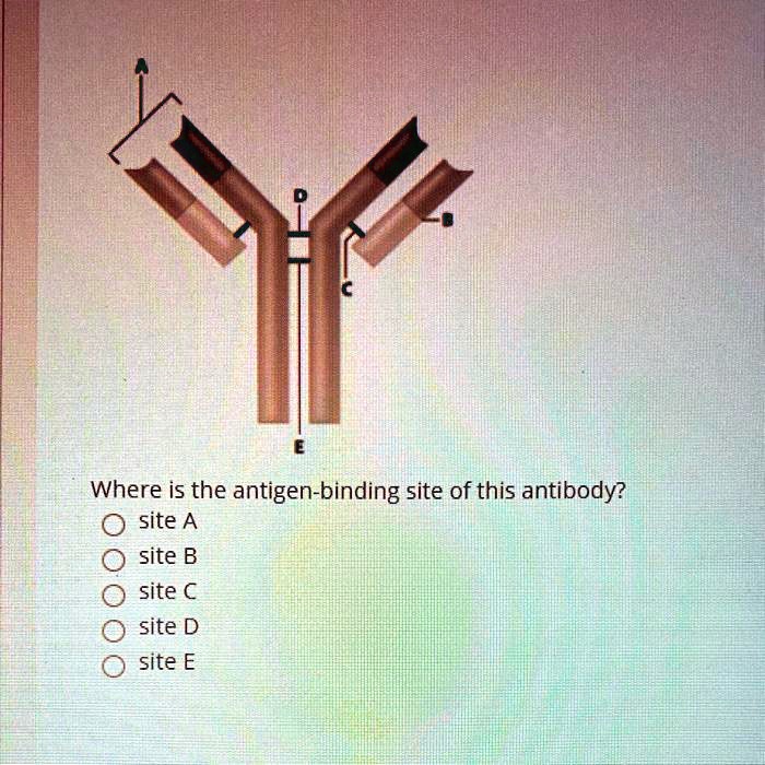 Where is the antigenbinding site of this antibody? s… SolvedLib