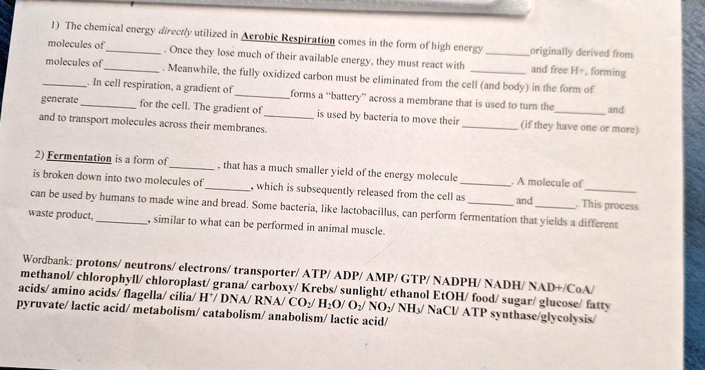 1) The chemical energy directly utilized in Aerobic Respiration comes in the form of high energy
originally derived from
and free H+, forming
molecules of
Once they lose much of their available energy, they must react with
Meanwhile, the fully oxidized carbon must be eliminated from the cell (and body) in the form of
molecules of
In cell respiration, a gradient of
generate
for the cell. The gradient of
is used by bacteria to move their
and to transport molecules across their membranes.
(if they have one or more)
2) Fermentation is a form of
A molecule of
and
This process
is broken down into two molecules of
which is subsequently released from the cell as
that has a much smaller yield of the energy molecule
can be used by humans to made wine and bread. Some bacteria, like lactobacillus, can perform fermentation that yields a different
waste product,
similar to what can be performed in animal muscle.
Wordbank: protons/neutrons/ electrons/transporter/ ATP/ADP/AMP/GTP/NADPH/NADH/NAD+/CoA/
methanol/ chlorophyll/ chloroplast/ grana/ carboxy/Krebs/sunlight/ ethanol EtOH/food/sugar/glucose/fatty
acids/ amino acids/flagella/ cilia/H+/DNA/RNA/CO2/H2O/O2/NO2/NH3/ NaCI/ ATP synthase/glycolysis/
pyruvate/lactic acid/ metabolism/catabolism/anabolism/lactic acid/