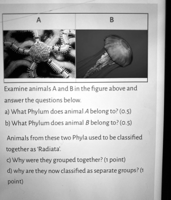 A B
Examine animals A and B in the figure above and answer the questions below.
a) What Phylum does animal A belong to? (0.5)
b) What Phylum does animal B belong to? (0.5)
Animals from these two Phyla used to be classified together as 'Radiata'.
c) Why were they grouped together? (1 point)
d) why are they now classified as separate groups? (1 point)