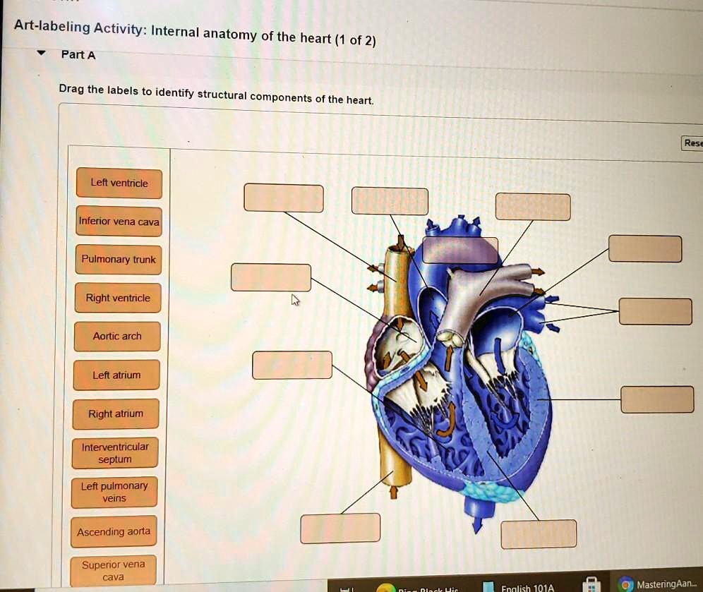 Art-labeling Activity: Internal anatomy of the heart (1 of 2) Part A