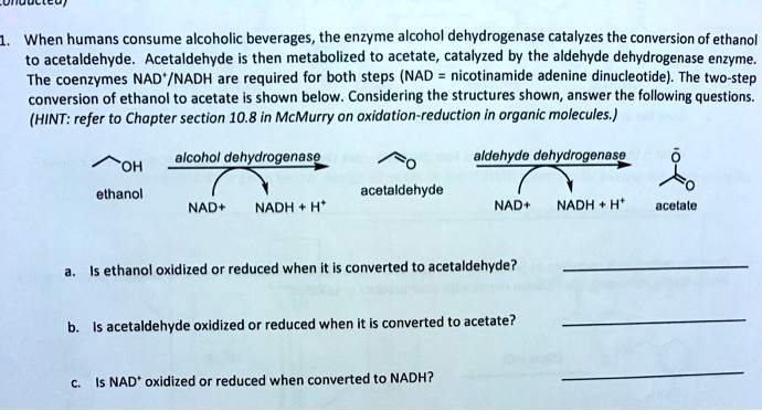 1. When humans consume alcoholic beverages, the enzyme alcohol dehydrogenase catalyzes the conversion of ethanol to acetaldehyde. Acetaldehyde is then metabolized to acetate, catalyzed by the aldehyde dehydrogenase enzyme. The coenzymes NAD+/NADH are required for both steps (NAD = nicotinamide adenine dinucleotide). The two-step conversion of ethanol to acetate is shown below. Considering the structures shown, answer the following questions. (HINT: refer to Chapter section 10.8 in McMurry on oxidation-reduction in organic molecules.)

alcohol dehydrogenase
aldehyde dehydrogenase
OH
ethanol
acetaldehyde
acetate
NAD+
NADH + H+
NAD+
NADH + H+

a. Is ethanol oxidized or reduced when it is converted to acetaldehyde?

b. Is acetaldehyde oxidized or reduced when it is converted to acetate?

c. Is NAD+ oxidized or reduced when converted to NADH?