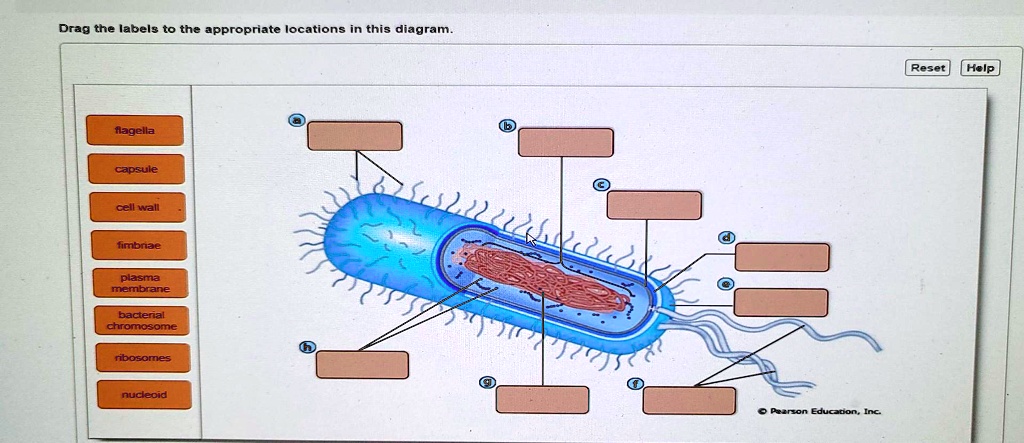 Drag the labels to the appropriate locations in this diagram.
flagella
capsule
cell wall
fimbriae
plasma
membrane
bacterial chromosome
ribosomes
nucleoid