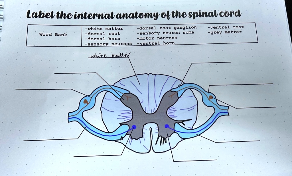 Label the internal anatomy of the spinal cord -white matter Word Bank ...