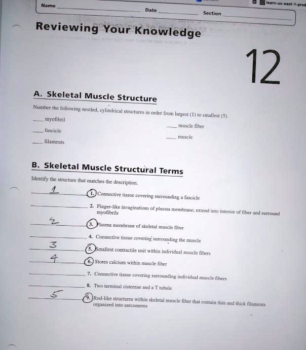Name
Date
Section
Reviewing Your Knowledge
12
A. Skeletal Muscle Structure
Number the following nestled, cylindrical structures in order from largest (1) to smallest (5).
 myofibril
 muscle fiber
 fascicle
 muscle
 filaments
B. Skeletal Muscle Structural Terms
Identify the structure that matches the description.
1. Connective tissue covering surrounding a fascicle
2. Finger-like invaginations of plasma membrane; extend into interior of fiber and surround myofibrils
3. Plasma membrane of skeletal muscle fiber
4. Connective tissue covering surrounding the muscle
5. Smallest contractile unit within individual muscle fibers
6. Stores calcium within muscle fiber
7. Connective tissue covering surrounding individual muscle fibers
8. Two terminal cisternae and a T tubule
9. Rod-like structures within skeletal muscle fiber that contain thin and thick filaments organized into sarcomeres
