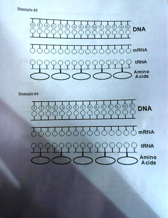 SOLVED:Example #3 DNA mRNA tRNA Amino Acids Example #4 DNA mRNA tRNA ...