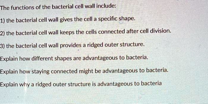 SOLVED: The functions of the bacterial cell wall include: 1) the bacterial  cell wall gives the cell a specific shape 2) the bacterial cell wall keeps  the cells connected after cell division: